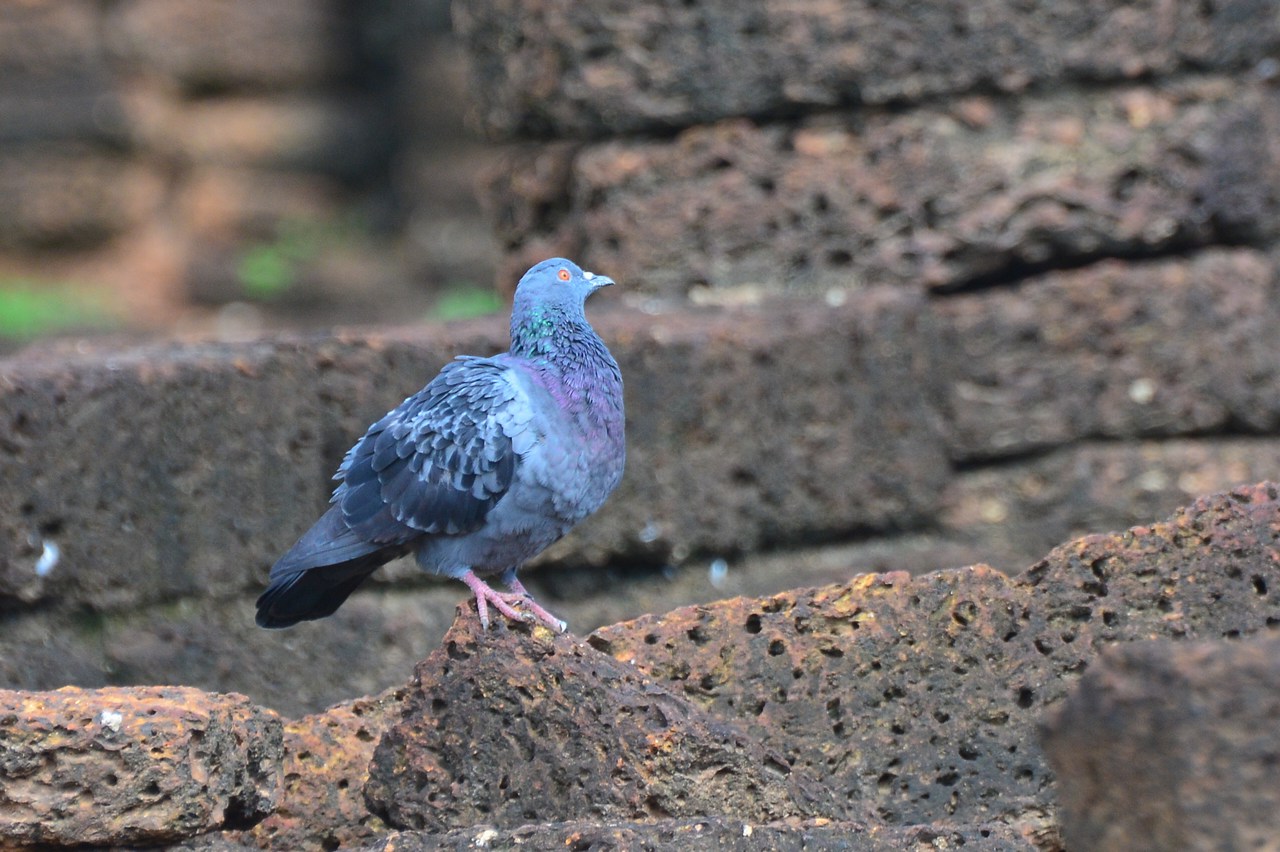 Columba livia Columba livia